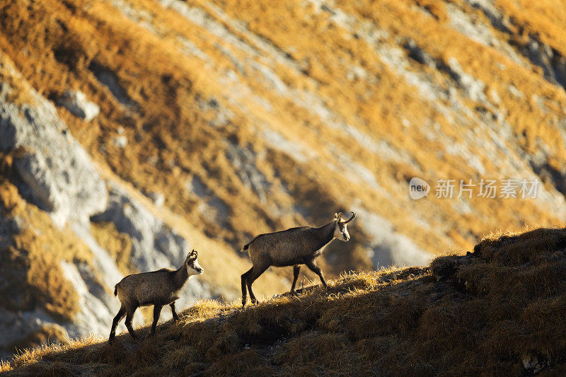 两只羚羊(Rupicapra Rupicapra) -阿尔卑斯山